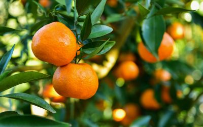 How to Grow Healthy Citrus Trees