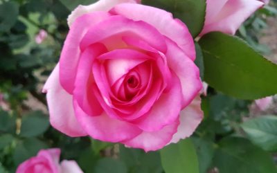 How to Grow Beautiful Roses