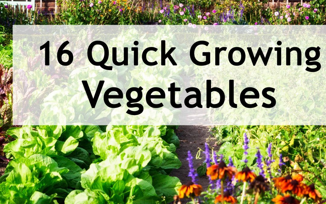 16 Quick Growing Vegetables you can Harvest in 3-8 Weeks!