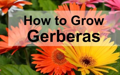 How to Grow Gerberas