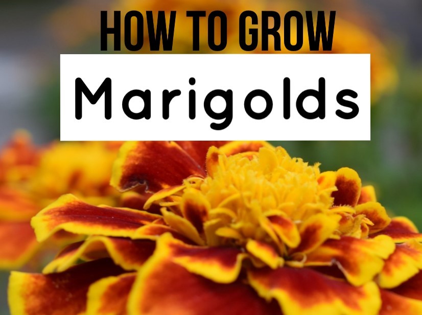 How To Grow Marigolds | Katek Fertilizers