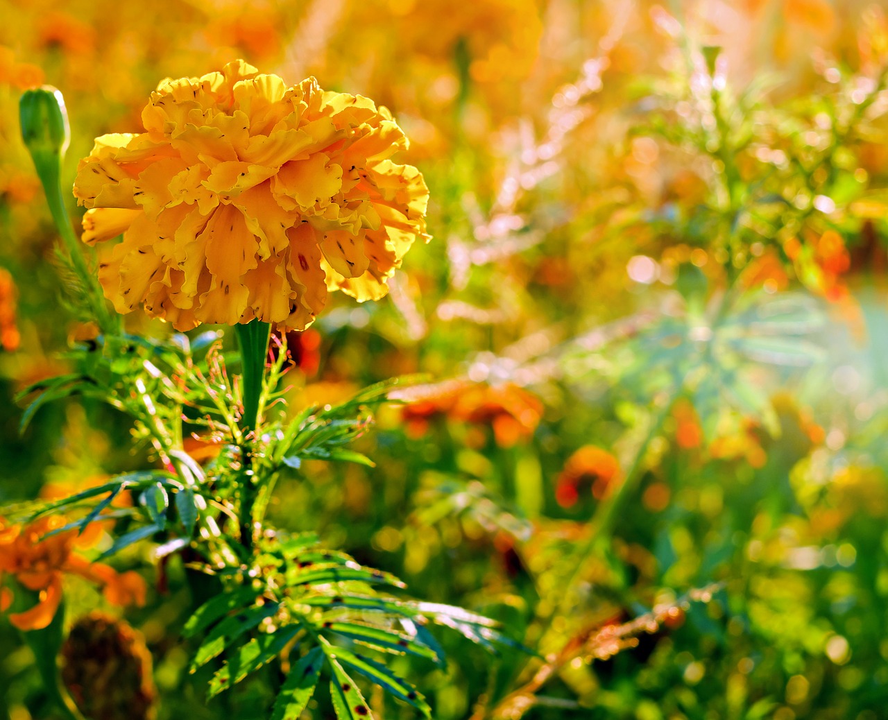 How To Grow Marigolds Katek Fertilizers